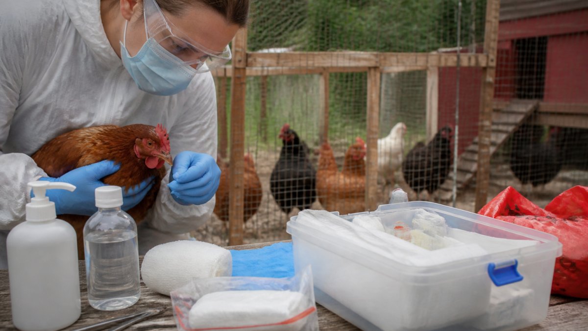 How to Manage Avian Flu in Backyard Chickens