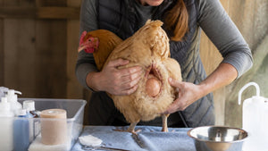 How to Treat an Egg-Bound Chicken at Home