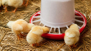 Is Medicated Chick Starter Worth It? A Practical Guide