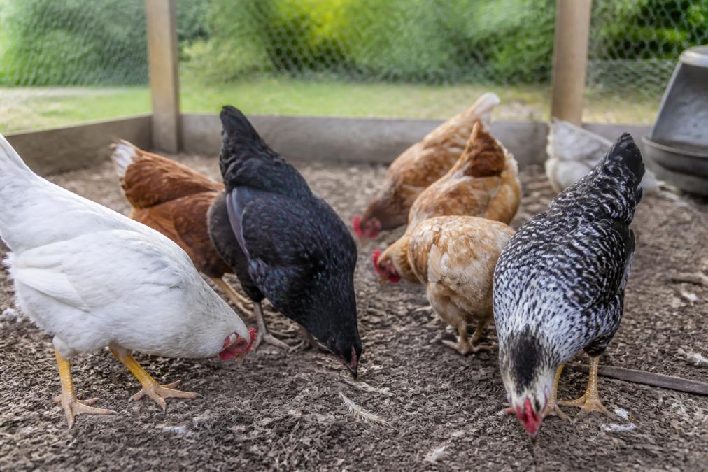 Preventing Common Parasites in Small Flocks