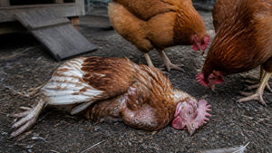 What Causes Sudden Death in Chickens