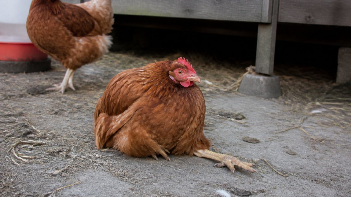 Why Do Chickens Get Leg Weakness? 7 Common Causes