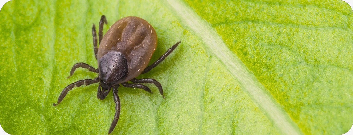 TICKS + INSECTS