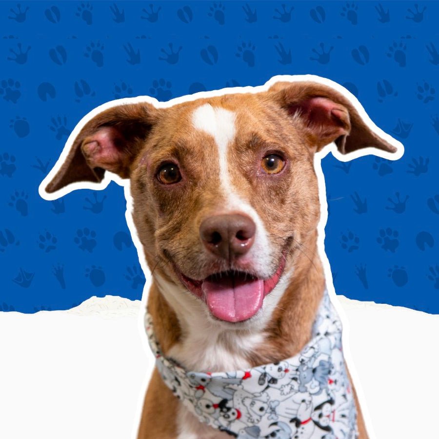 PET PLUS First Aid Kit (Dog, Cat, Small Animal) - The First Aid Gear Shop