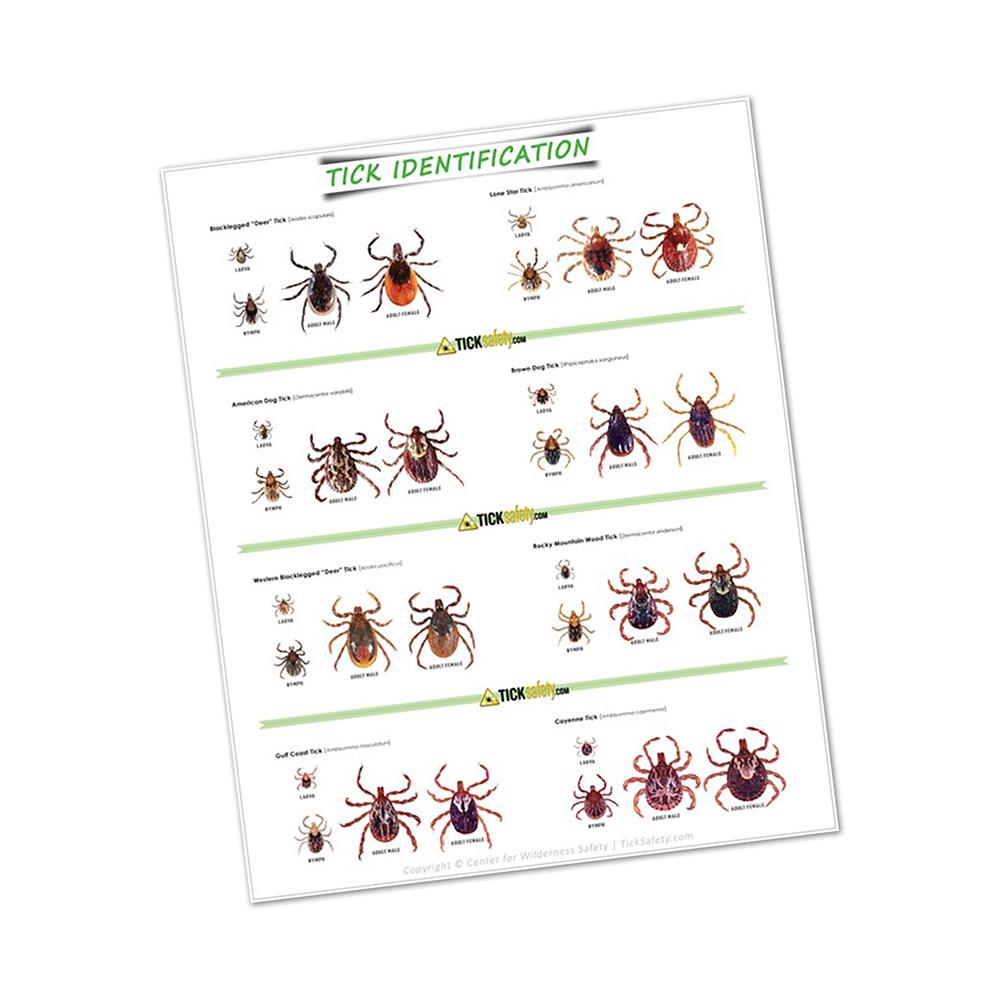 Tick Identification Poster Poster TickSafety.com 